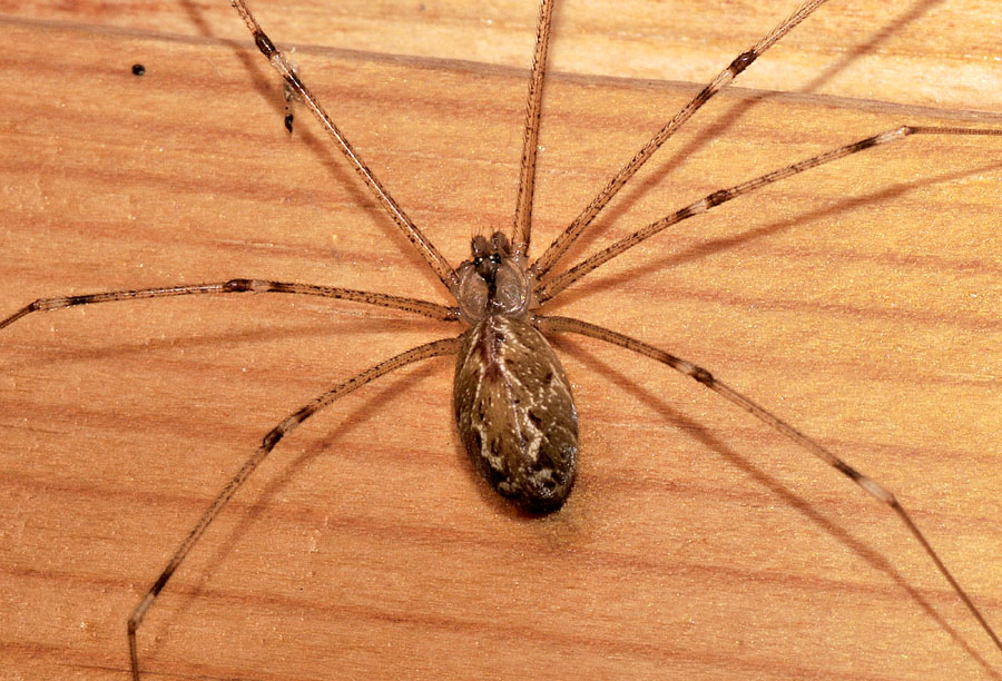 Pholcidae: Holocnemus pluchei  - Formigine (MO)